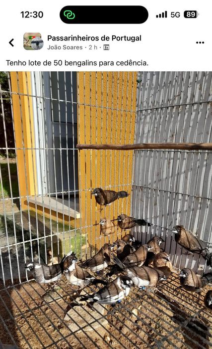 Bengalins para venda