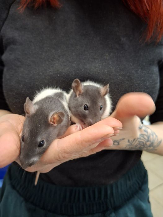 Szczurki,  szczury dziewczyny ur.03.01.26