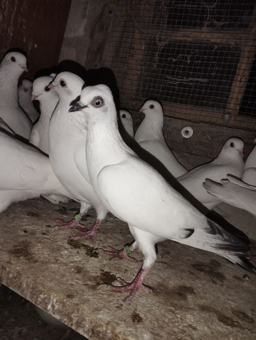 Lot, cepelki, murzyny kosmate, wiedeńskie, saksońskie, bociany, ptaki