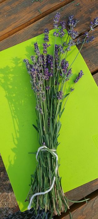 Lawenda bukiety, tegoroczne