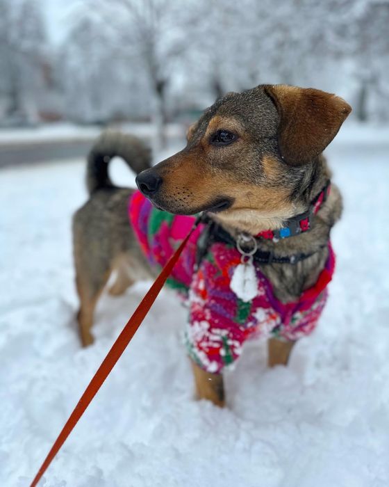 Лірік шукає родину