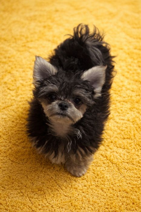 Готова до переїзду красуня