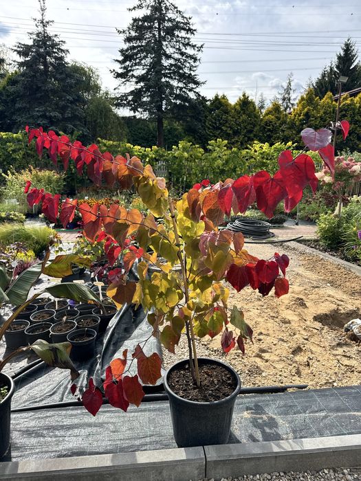 Cercis 'Eternal Flame' Judaszowiec
