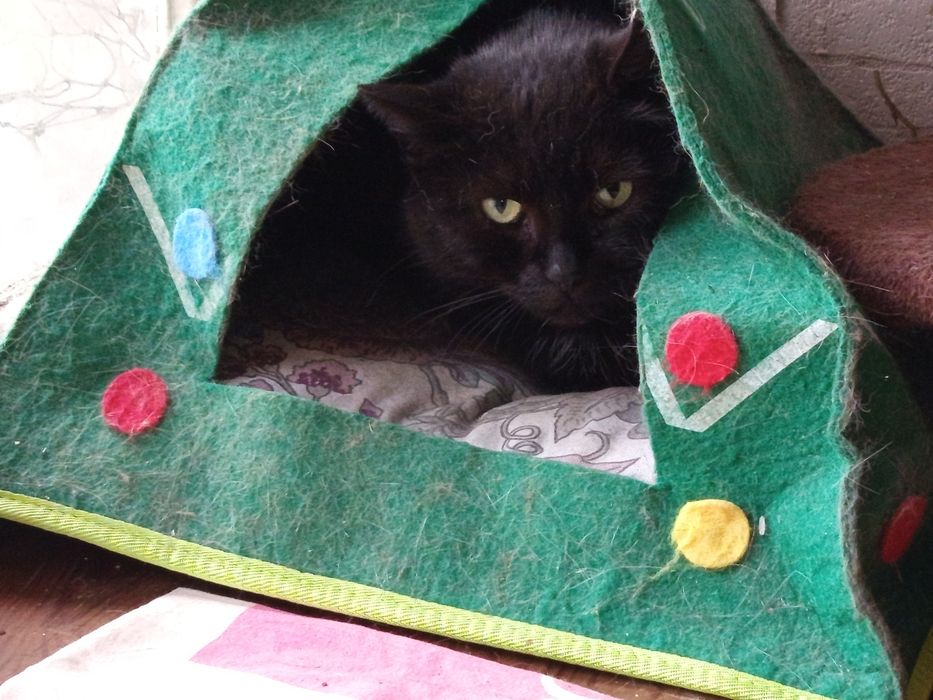 Młoda koteczka Matcha szuka rodziny