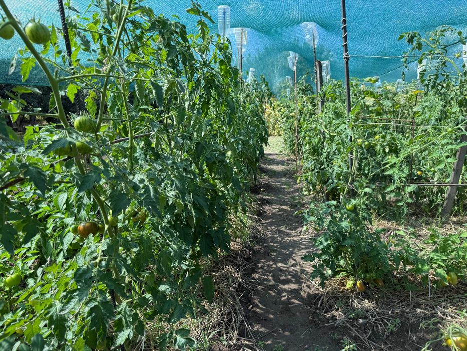 Продам 3 кім будинок в смт Баришівка, Київська область, Є ВІДЕООГЛЯД