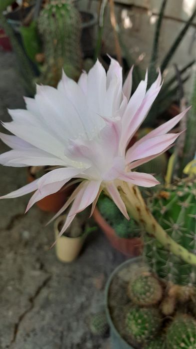 Продам кактусы разных видов и размеров