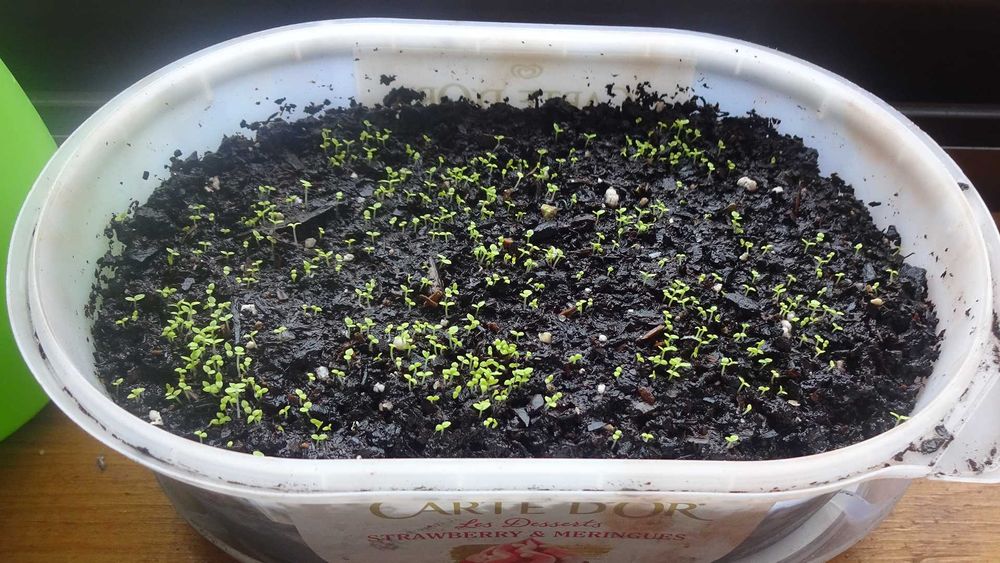 1000 Sementes Tabaco Virginia Gold Biológico Orgânico Natural Planta