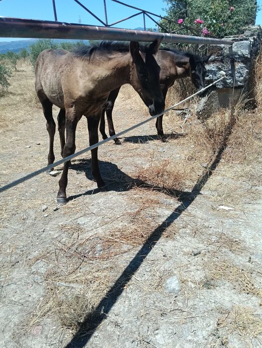 Várias éguas e poldros disponíveis