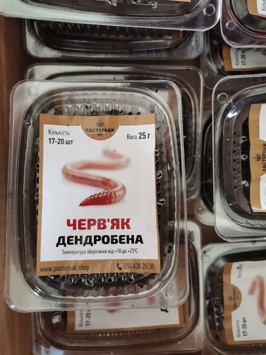 Сім'я червяків дендробена.Червяк . Маточник. Кокони.