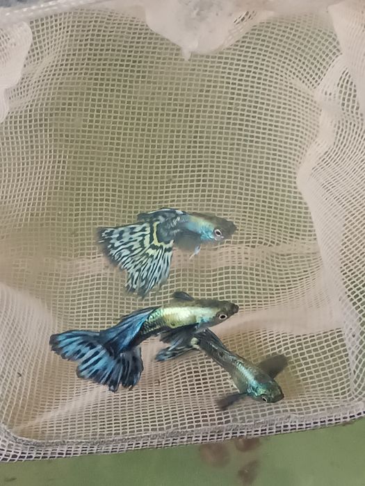 Акваріумні рибки