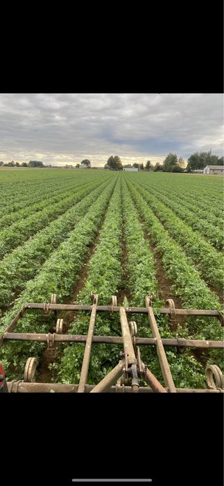 Pietruszka, odmiana eaglo.