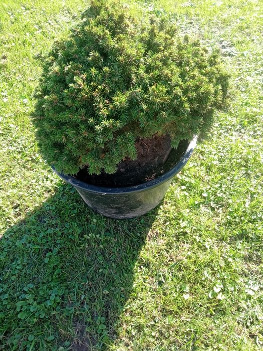 Świerk pospolity Nidiformis.