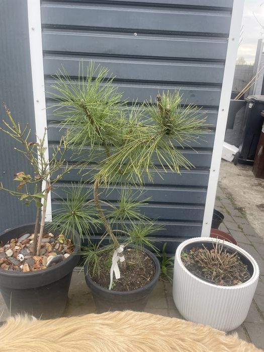 Pinus  nigra goldfingers 115 cm