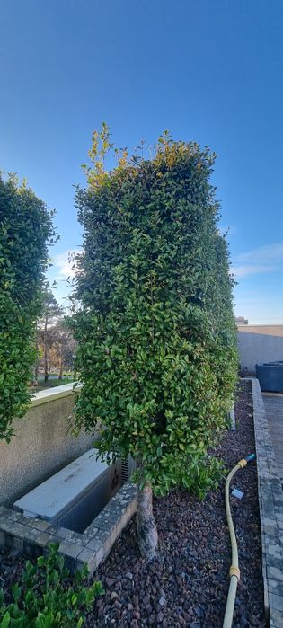 Eugénia em sebe já formada