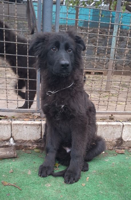 Длинношерстные чёрные овчарки