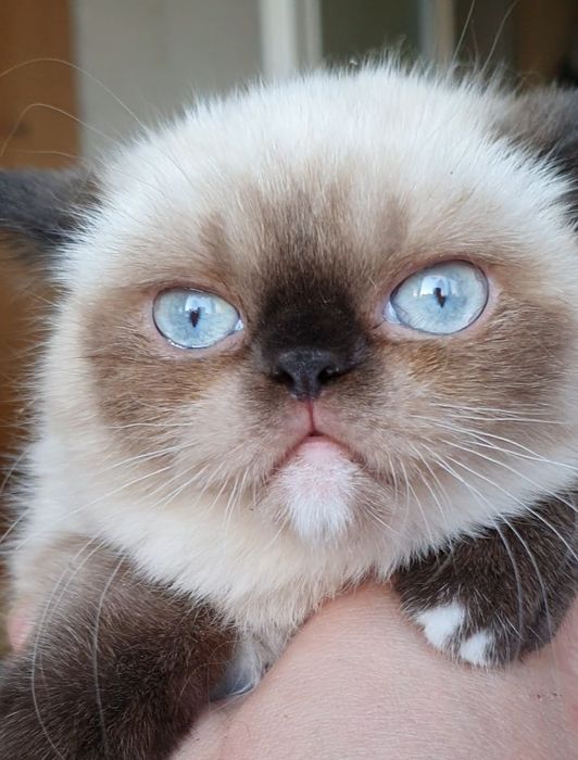 Promocja 29.01-01.02 Kotka Egzotyczna niebieskooka