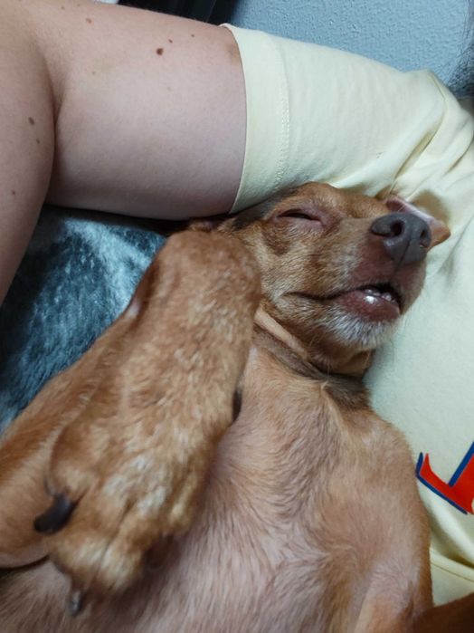 Passeios & Pet Sitting em Espinho - Cãomigo