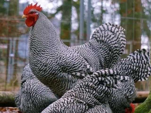 Яйце на інкубацію, курчата, Амрокс.