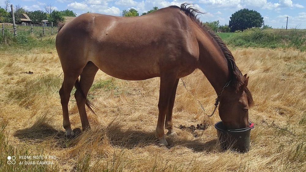 Продается кобыла