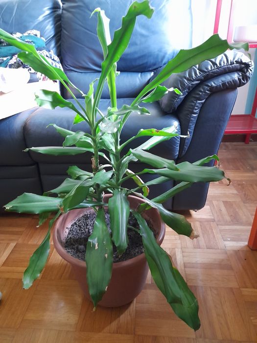 Dracaena grande em vaso grande