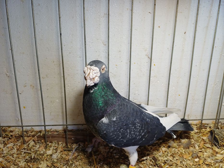 Golebie staropolskie