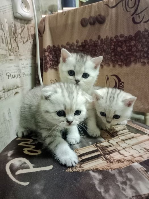 Продам шотландских котят.