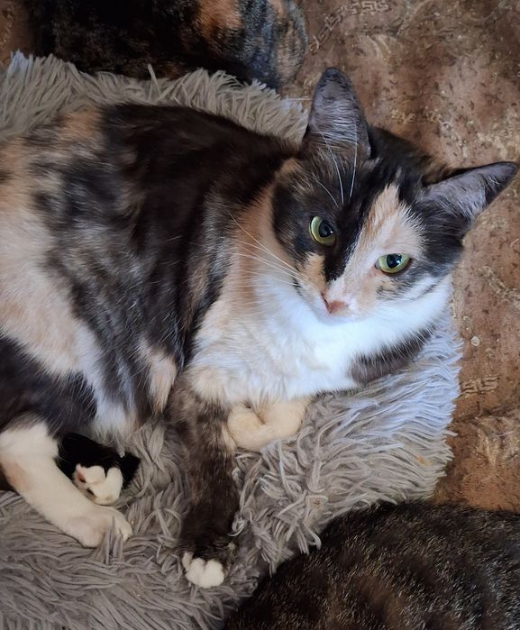 Котята, коты и кошки бесплатно