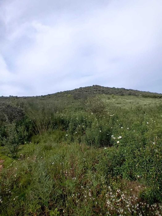 Terreno rústico com 1 Ha