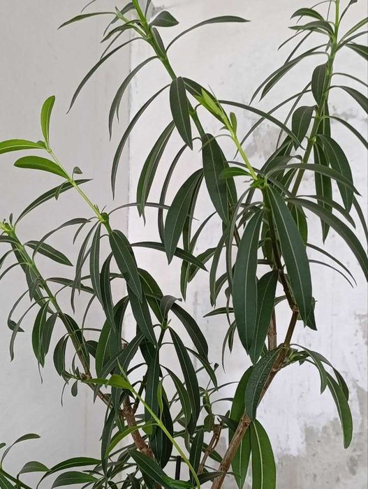 Орхидея Дендробиум  и Олеандр куст.