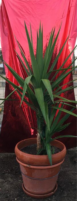 Plantas diversas de exterior