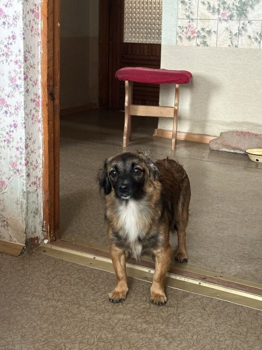 Маленькі друзі.