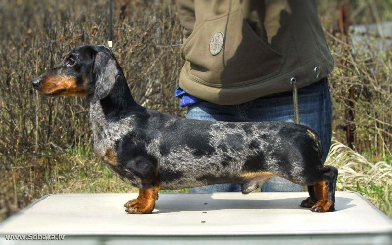 Цуценя грайливе, допитливе і ласкаве,