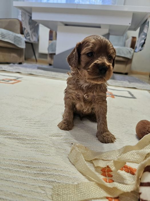 Cockapoo maluszki