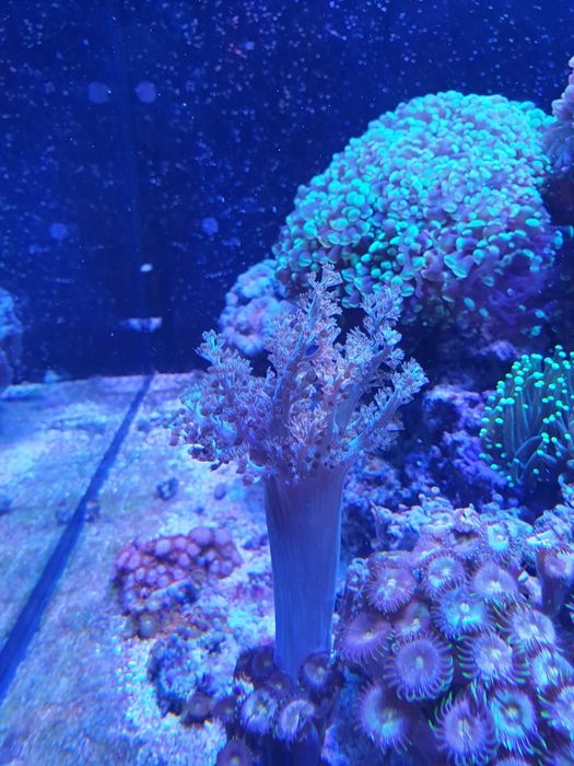 Sprzedam koralowiec miękki CAPNELLA XL.