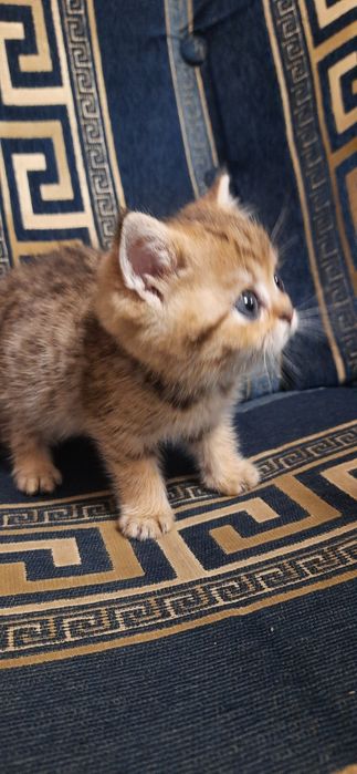 Золотой котик  чистокровный шотландский