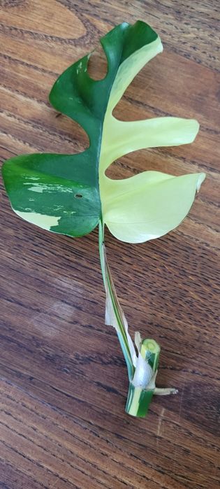 Dla Ciebie wszystko - szczepka monstera - w kategorii Roliny doniczkowe