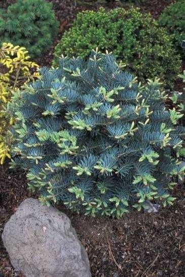 Ялиця одноколірна Ла вета