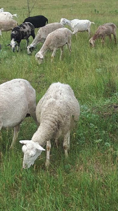 Ягнята, молоді ярки.