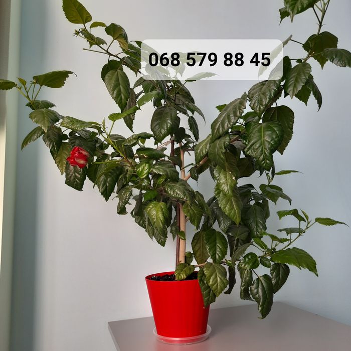 ГІБІСКУС червоний МАХРОВИЙ (кімнатна рослина), китайська роза червона