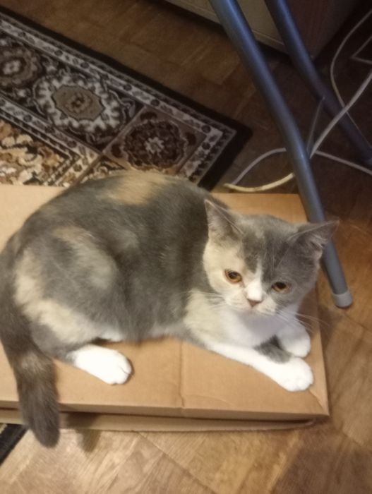 Британская кошечка