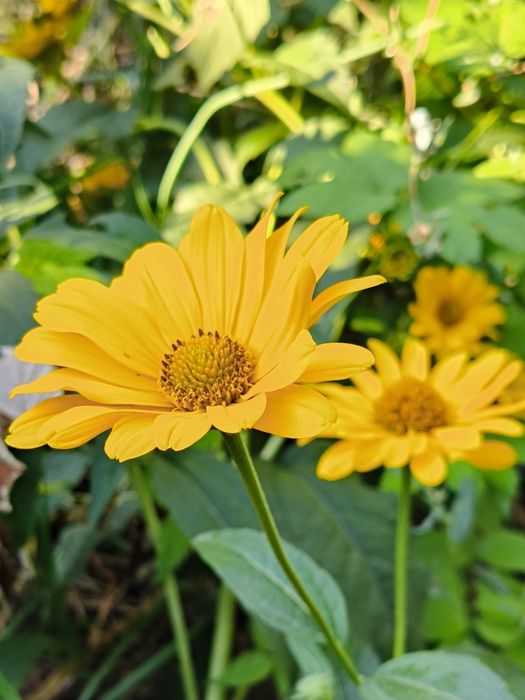 Гелиопсис многолетний. Жёлтые садовые цветы.