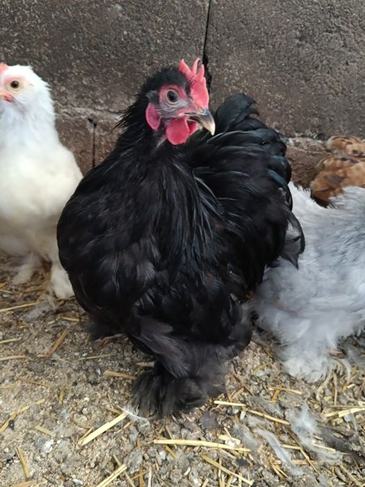 Pekins black mottled