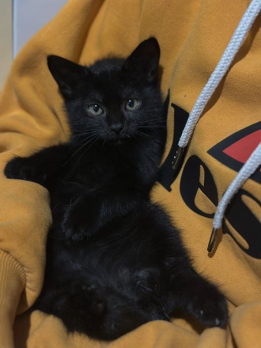 Отдам двух котят в добрые руки(оба мальчика)