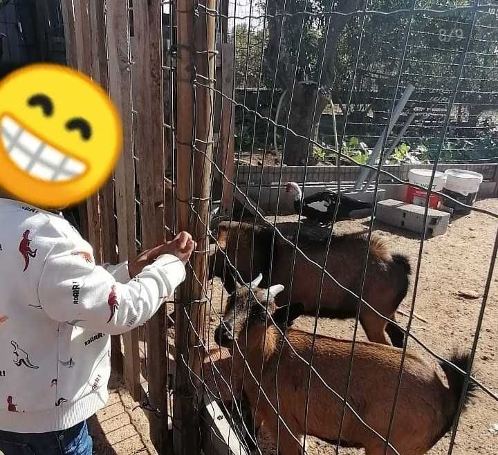 Serviço de Ama e babysitter