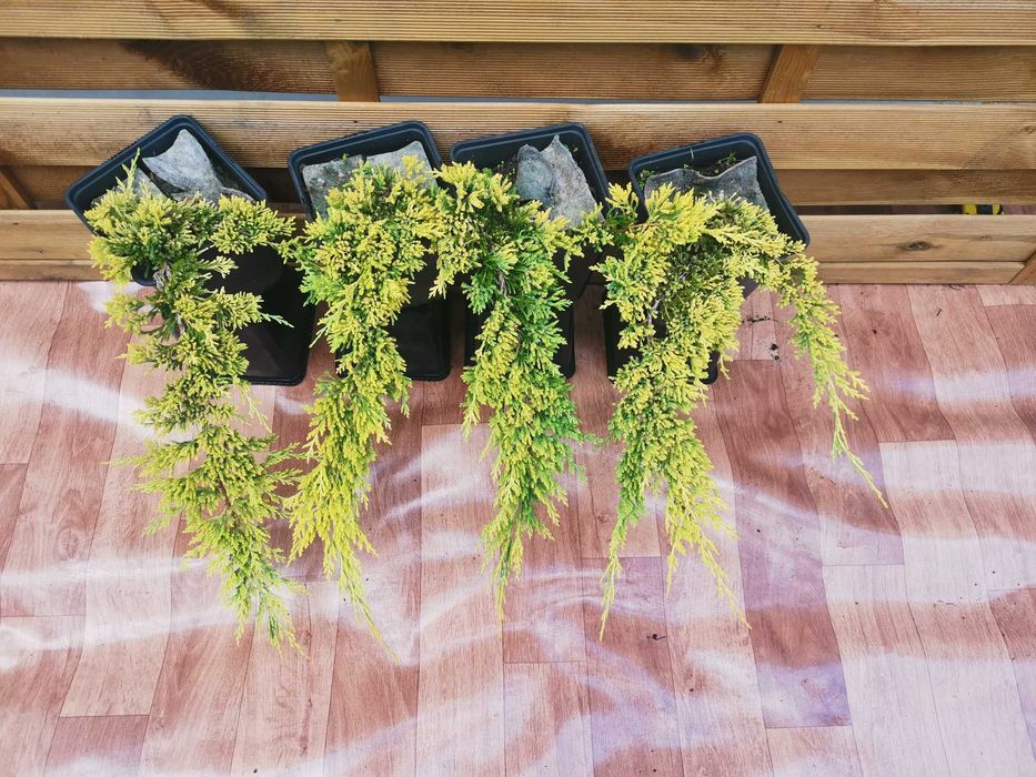 10x Złoty Jałowiec Płożący Golden Carpet 4 letni