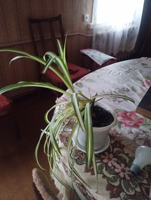 Продам кімнатні рослини