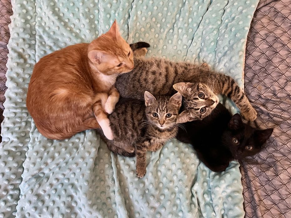 Małe kotki szukają domków