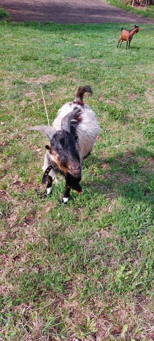 Кози породні альпійські, нубійські та інші