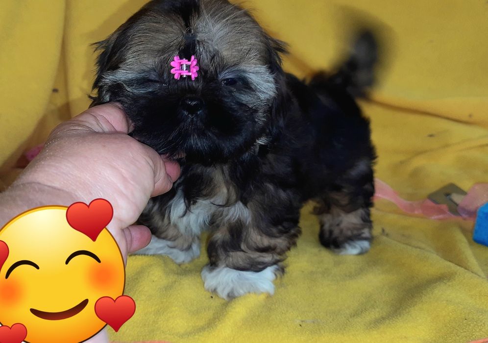 Ши-тцу ф/сьогодні- дівчинка і хлопчик.
