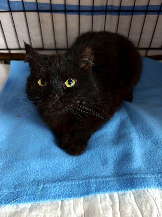 Терміново! Дуже маленька кішечка!